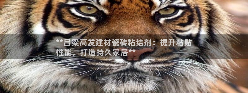 杏鑫官方平台怎么样啊