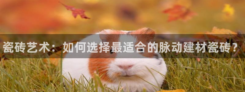 杏鑫平台代理怎么做赚钱